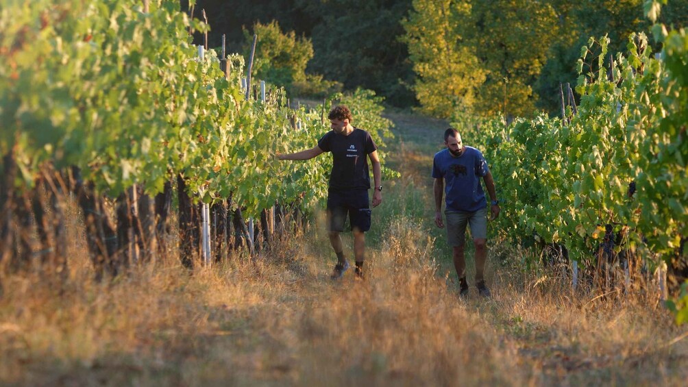 Picture 3 for Activity Winemaking discovery near San Gimignano 3