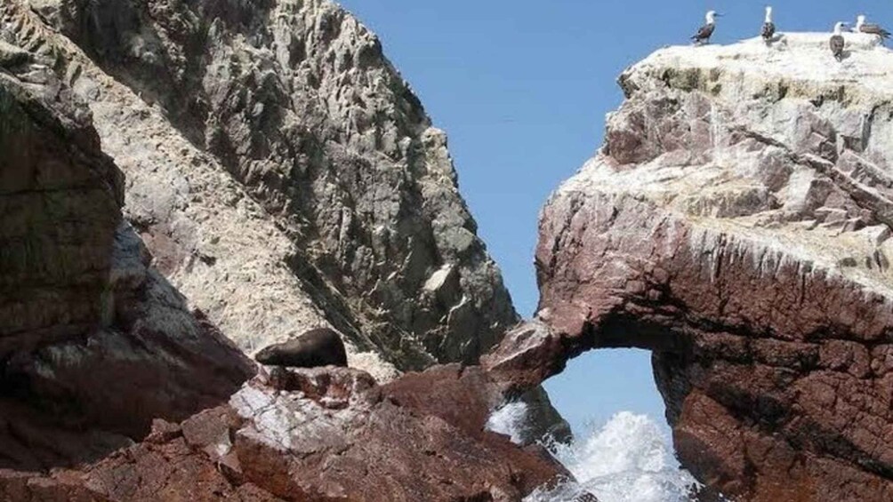 Picture 5 for Activity Full Sightseeing Tour: Ballestas, San Gallán, and Isla Blanca from Paracas 3