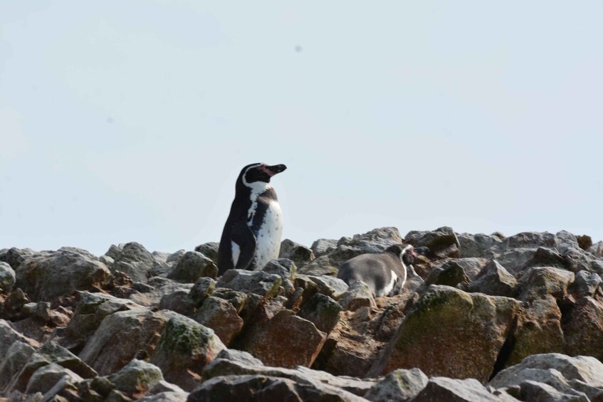 Picture 1 for Activity Full Sightseeing Tour: Ballestas, San Gallán, and Isla Blanca from Paracas 5