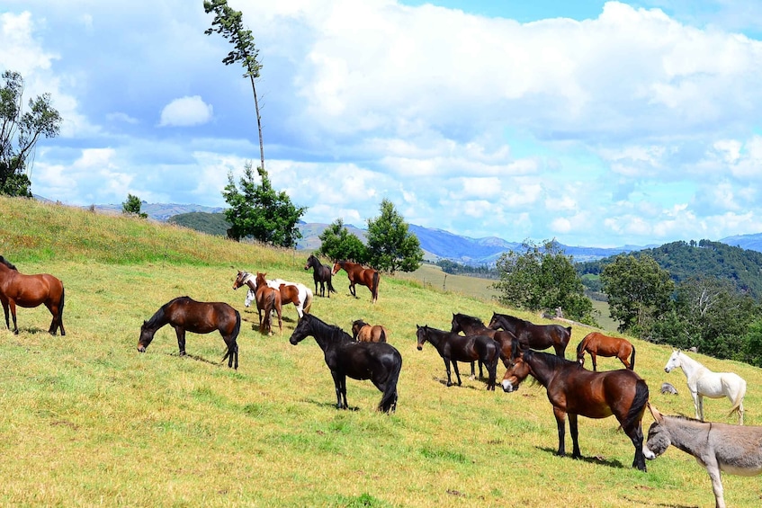 Picture 3 for Activity Bogota: Horseback Experience in the Andes 1
