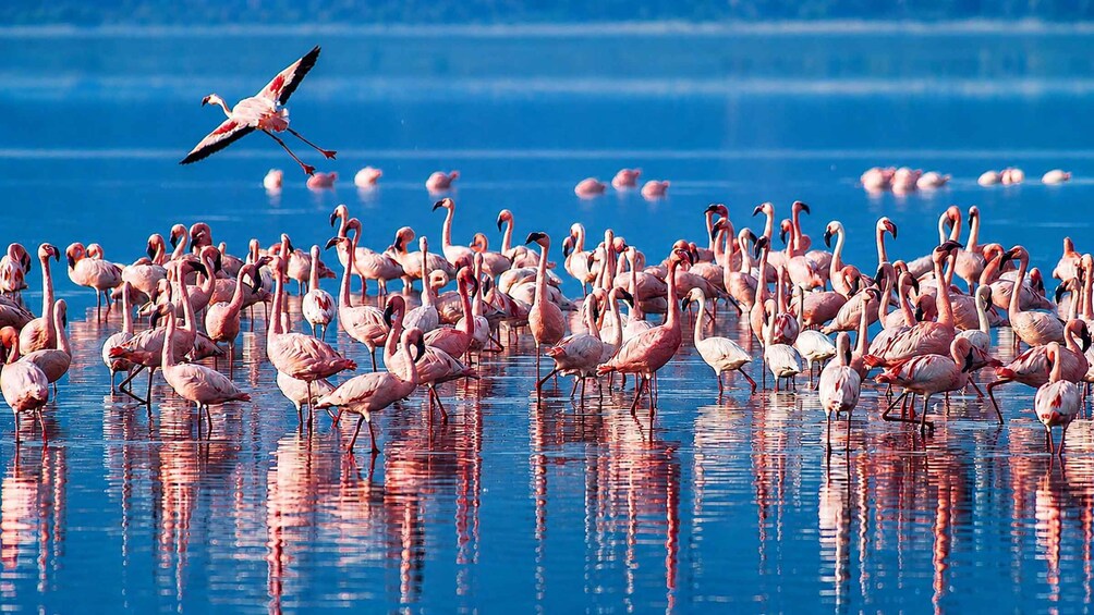 From Mto wa Mbu: Lake Babati Day Trip with Guide 1
