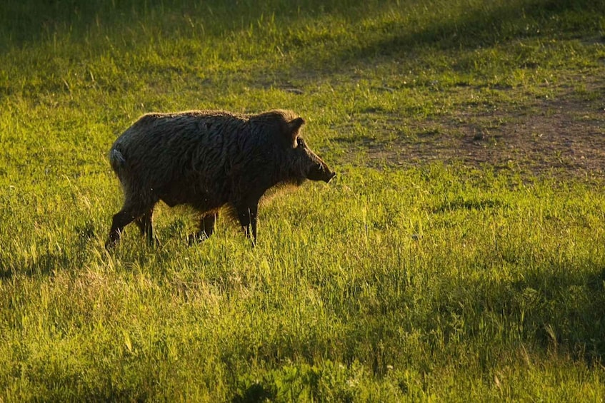 From Sofia: Wildlife Tracking & Search Science Expedition 1