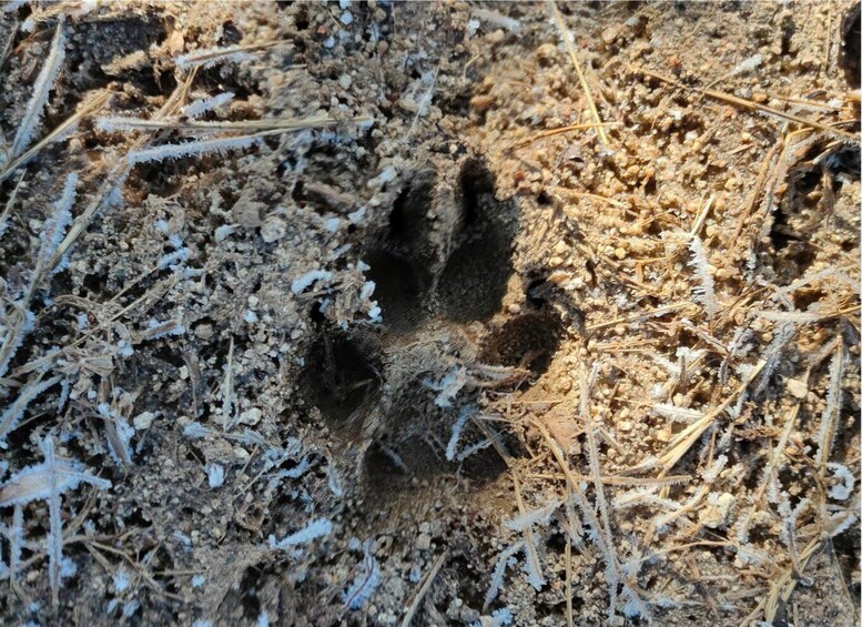 Picture 2 for Activity From Sofia: Wildlife Tracking & Search Science Expedition 5