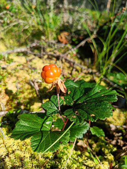 Picture 4 for Activity Tastes of the Arctic: Berry picking and Foraging Tour 2
