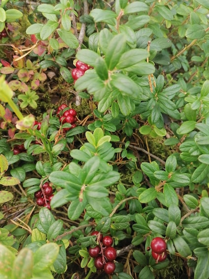 Picture 5 for Activity Tastes of the Arctic: Berry picking and Foraging Tour 3