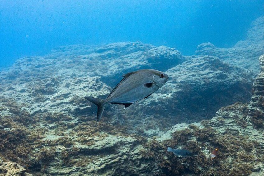 A fish swimming near a coral reef. 2