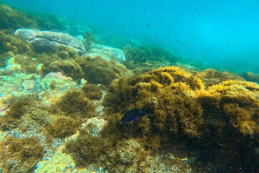 An underwater scene with a large rock formation and dense seaweed. 2