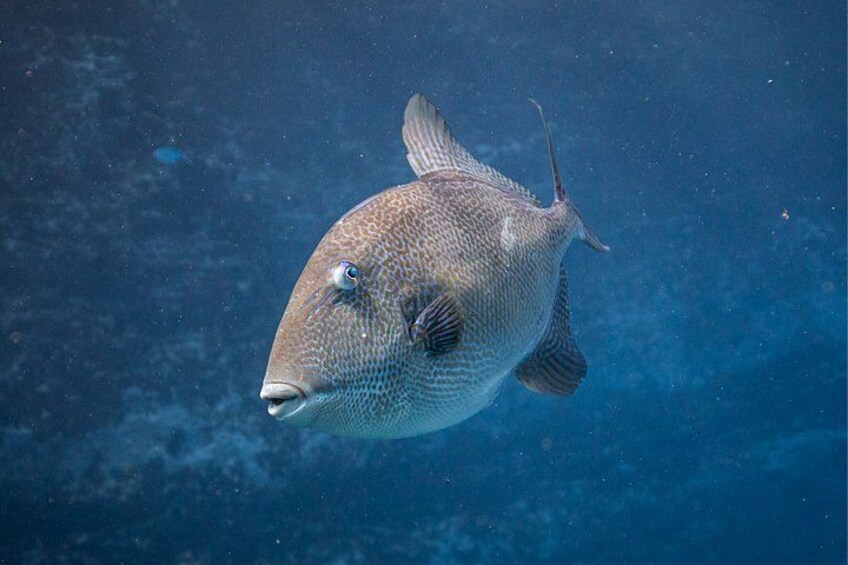 A fish swimming underwater. 3