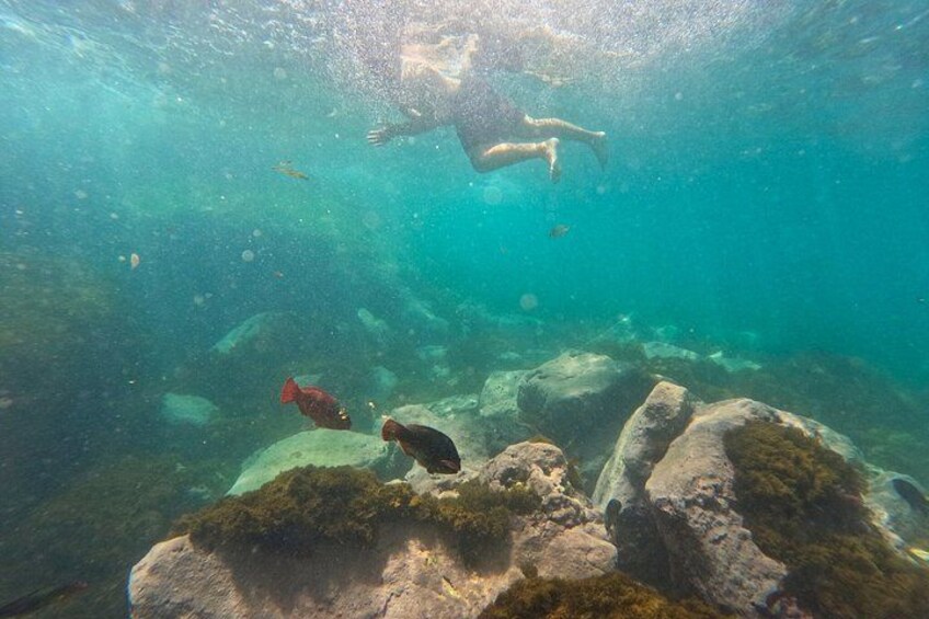 An underwater scene with a diver, rocks, and fish. 4