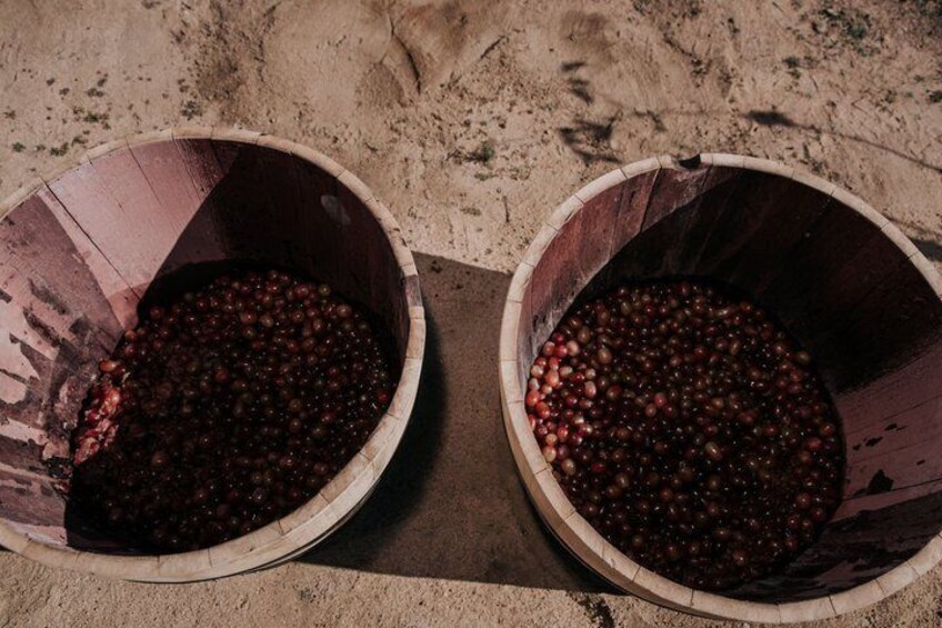 Grape Steps in Valle de Guadalupe with Wine Tasting 5