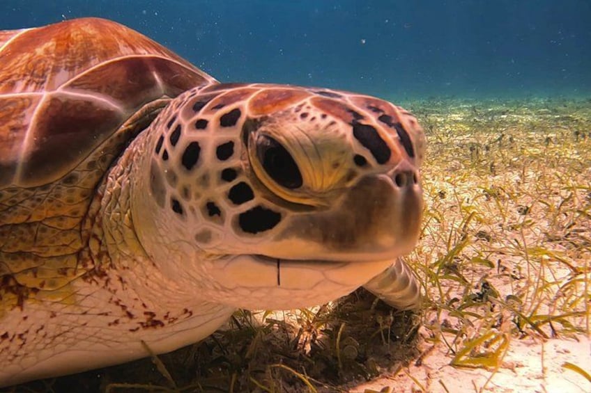 A sea turtle on a sandy ocean floor with sparse seagrass. 2