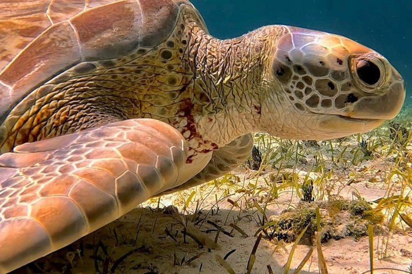 A sea turtle swimming underwater with a sandy ocean floor and seaweed. 3