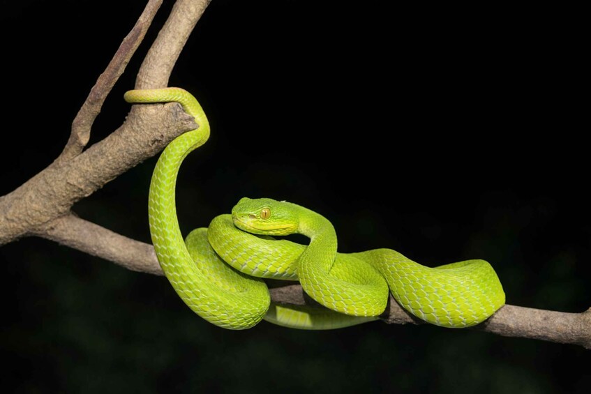 A green snake coiled on a tree branch. 1