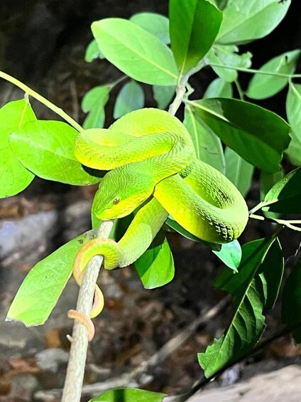 A green snake coiled around a branch with green leaves. 4