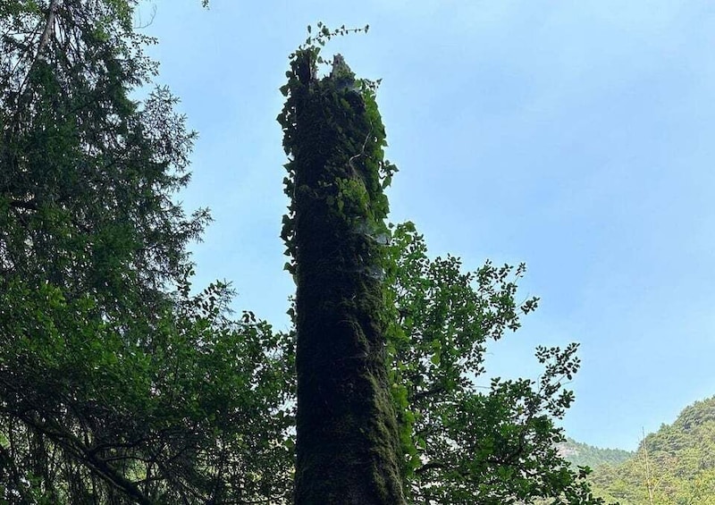 Picture 8 for Activity From Thessaloniki: Mount Olympus Private Hike 3