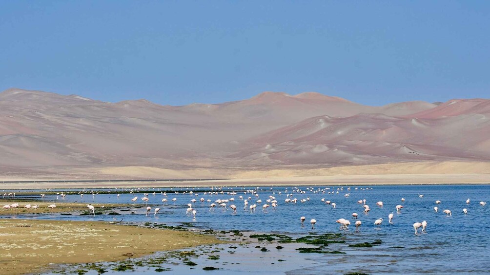 Picture 7 for Activity Paracas: Desert Magic and Hidden Spots 3