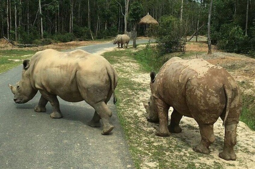 Vinpearl Safari Phu Quoc Safari Bus and Wildlife Adventure 3