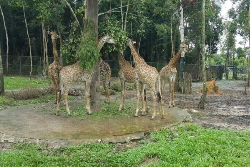 Vinpearl Safari Phu Quoc Safari Bus and Wildlife Adventure 2