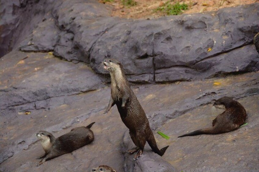 Vinpearl Safari Phu Quoc Safari Bus and Wildlife Adventure 5