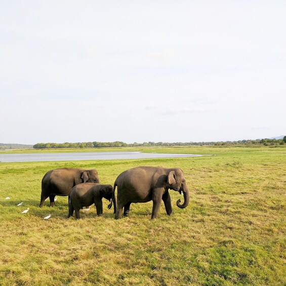 Picture 1 for Activity Minneriya Safari & Hiriwadunna Village Tour - 14-Curry Lunch 2