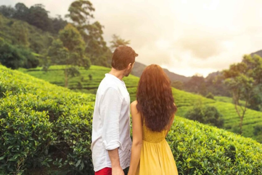 A couple standing in a lush green tea plantation with rolling hills in the background. 3