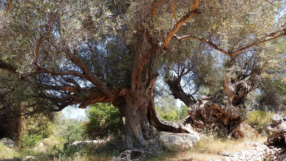 Picture 9 for Activity Plakias Tours: Cretan History at Three Places 4