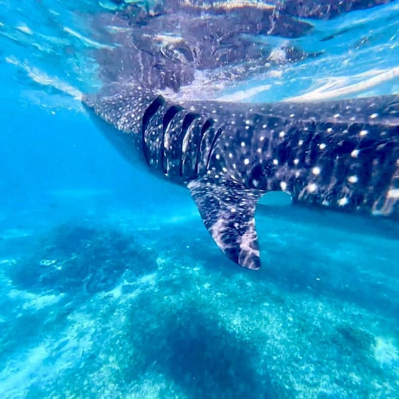 Picture 5 for Activity Bohol to Oslob Ferry | Convenient Whale Shark Watching Route 5