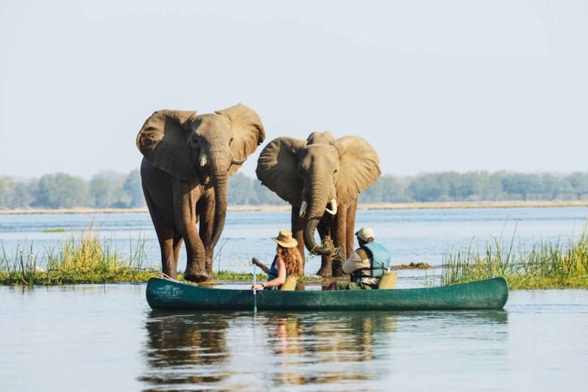 Picture 4 for Activity Okavango Delta: Mokoro Canoe Safari with Bush Walk 2