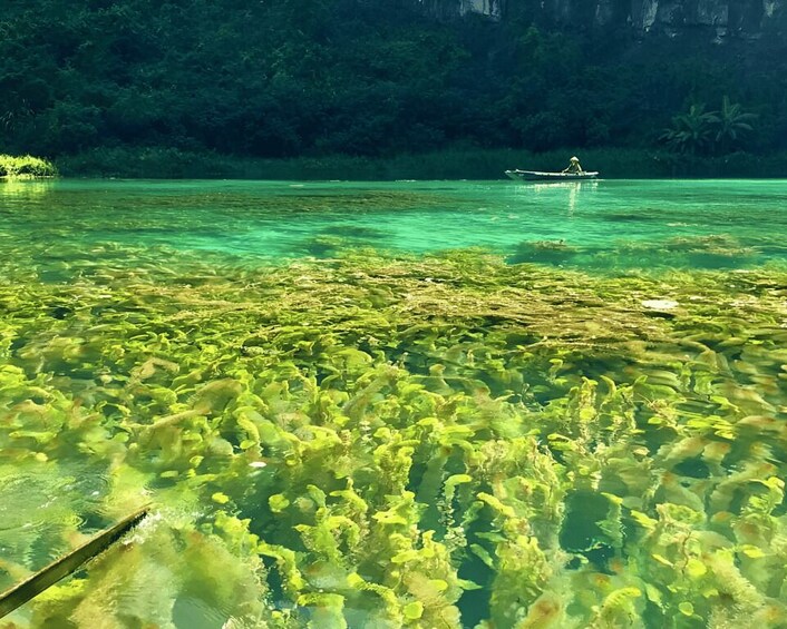 A river with clear water, green aquatic plants, and a boat in the distance. 1