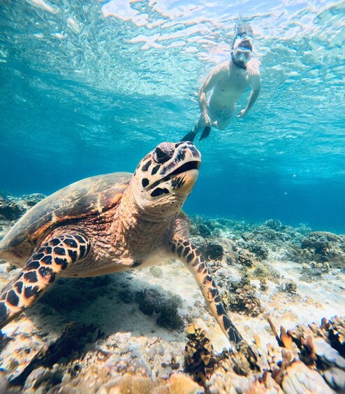 Picture 1 for Activity Gili Islands: Private Snorkeling tour free GoPro and Guide 4