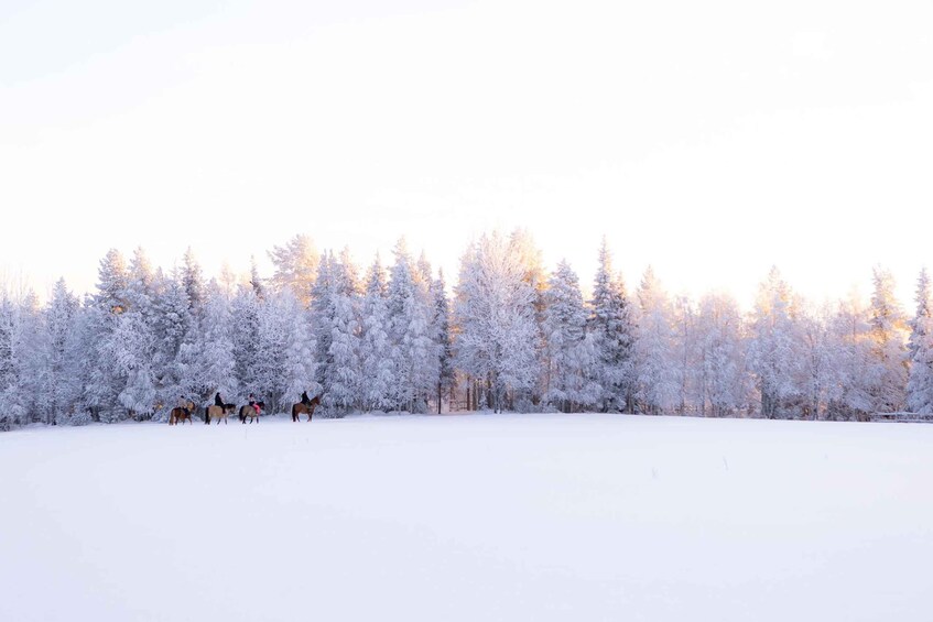 Picture 13 for Activity Kuusamo: Guided Finnhorse Ride with Fire-Side Experience 2