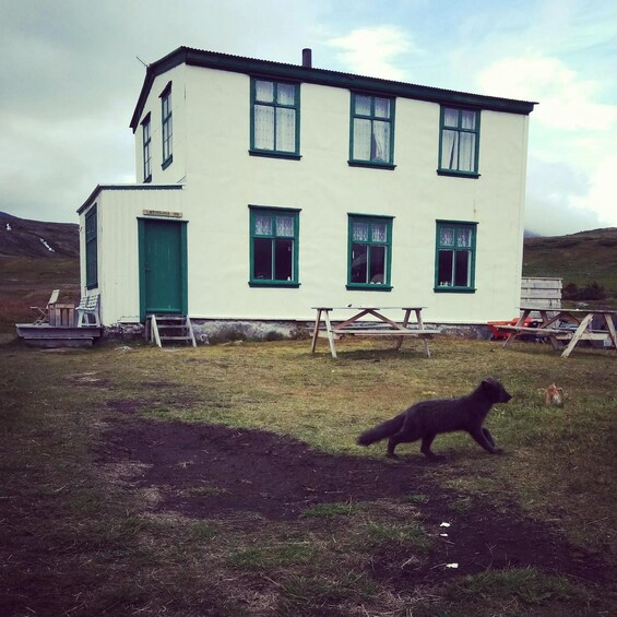 Picture 3 for Activity From Ísafjörður: History at Hesteyri 4