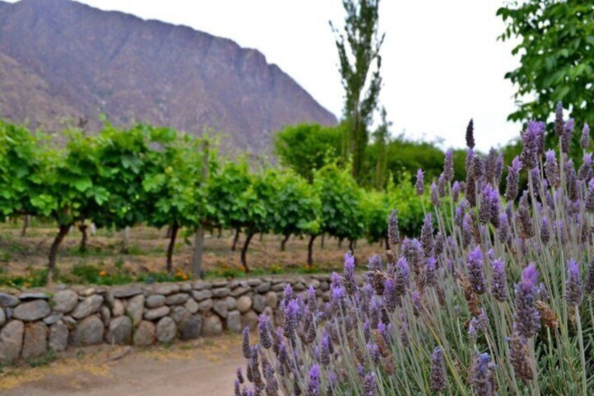CAFAYATE Wine and Nature 6 km from Centro DIvisadero 4