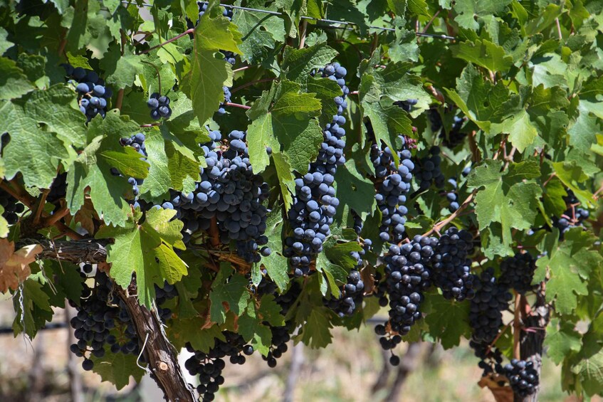 Clusters of dark purple grapes on vine leaves. 3