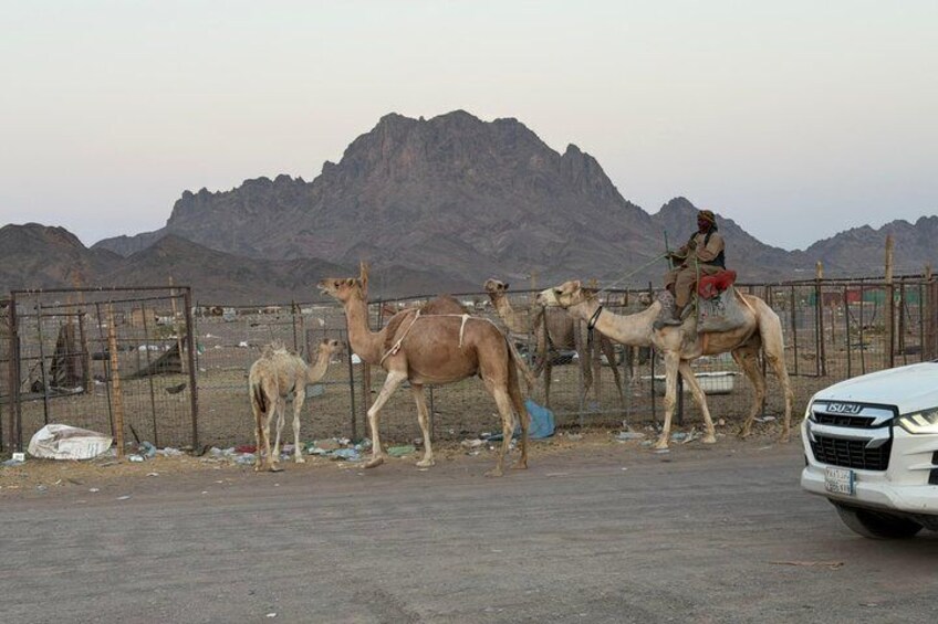 Madinah Desert Camel Safari with Fresh Milk Tasting 4