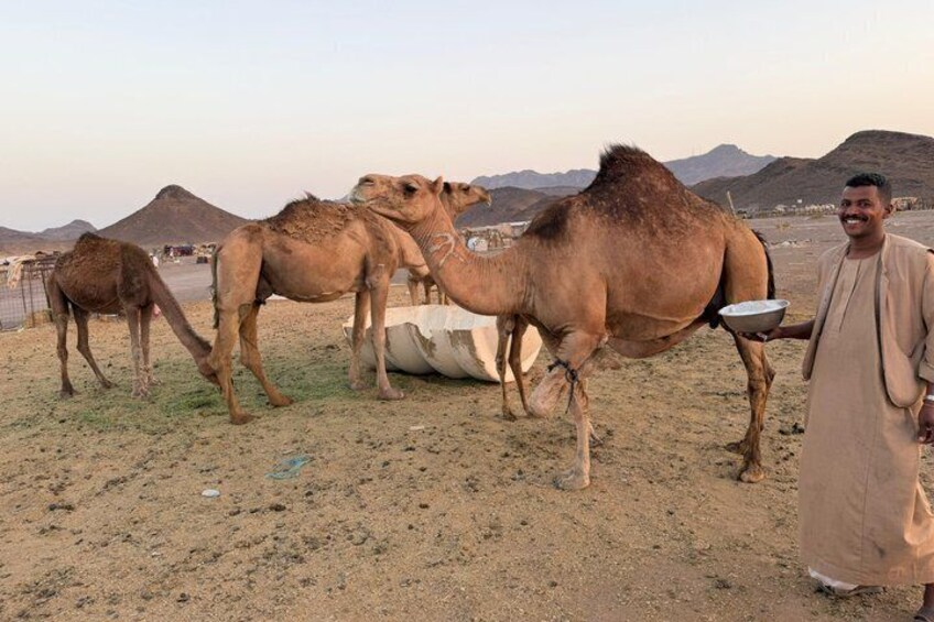 Madinah Desert Camel Safari with Fresh Milk Tasting 1