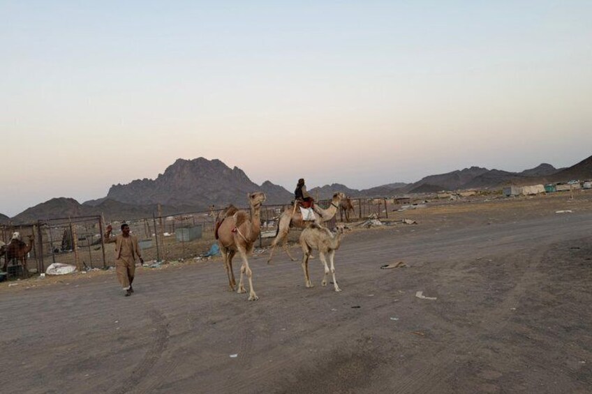 Madinah Desert Camel Safari with Fresh Milk Tasting 3