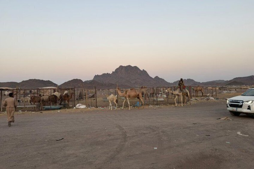 Madinah Desert Camel Safari with Fresh Milk Tasting 5
