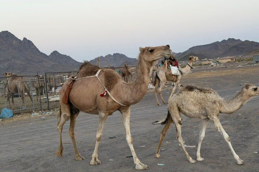 Madinah Desert Camel Safari with Fresh Milk Tasting 2