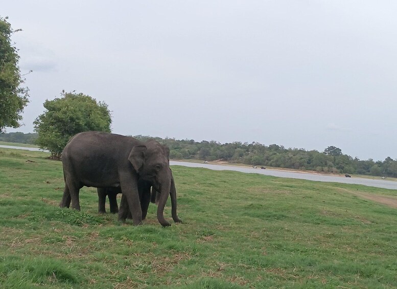 Picture 4 for Activity Udawalawe Safari & Transfer to Ella from Mirissa 2
