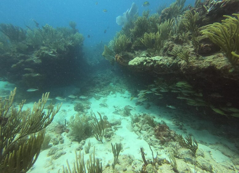 An underwater coral reef with various fish species and sea plants. 1
