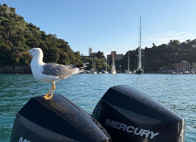 Picture 3 for Activity Portofino, San Fruttuoso, and Camogli boat tour 3