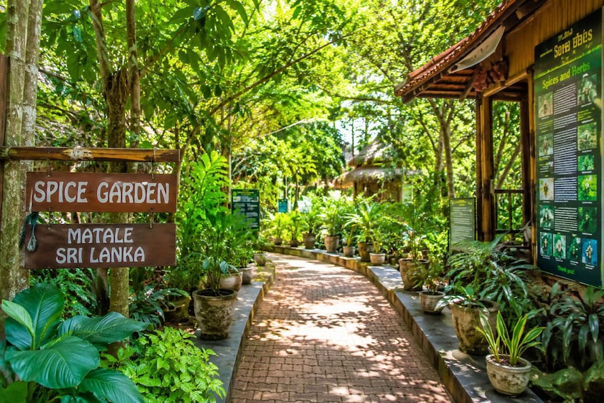Sigiriya: Dambulla, Spice Garden & Sera Waterfall Tour 1