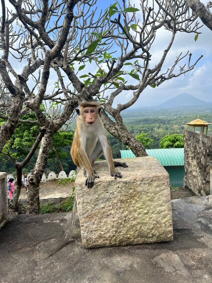 Picture 11 for Activity Sigiriya: Dambulla, Spice Garden & Sera Waterfall Tour 5