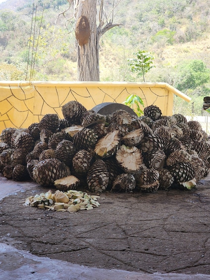 Picture 5 for Activity Puerto Vallarta City Highlights & Tequila Tasting 3