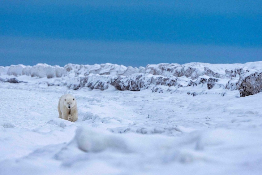 Churchill: Private Polar Bear and Hudson Bay Road Safari 1