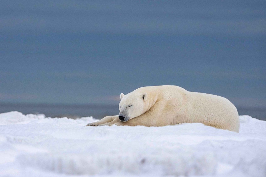 Picture 3 for Activity Churchill: Private Polar Bear and Hudson Bay Road Safari 4