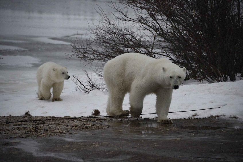 Picture 1 for Activity Churchill: Private Polar Bear and Hudson Bay Road Safari 5