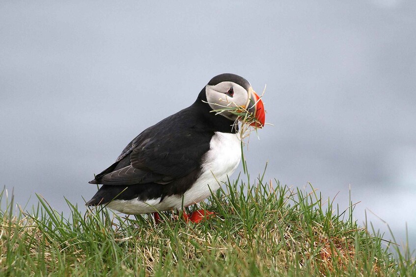 The Grand West: Látrabjarg Bird Cliffs and Rauðasandur Tour 1