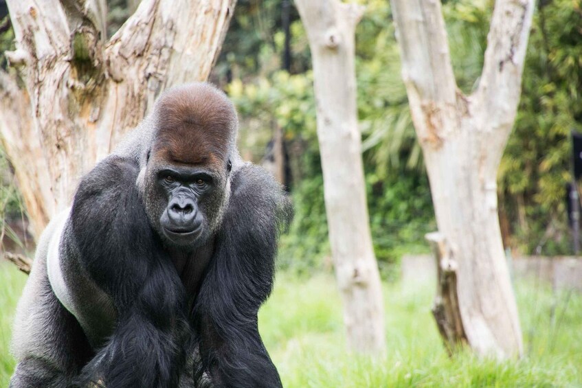 Picture 2 for Activity World-class London Zoo: Entry Ticket & Guided Wildlife Tour 4